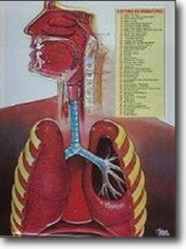 Poster Pr�-Fono do sistema respirat�rio